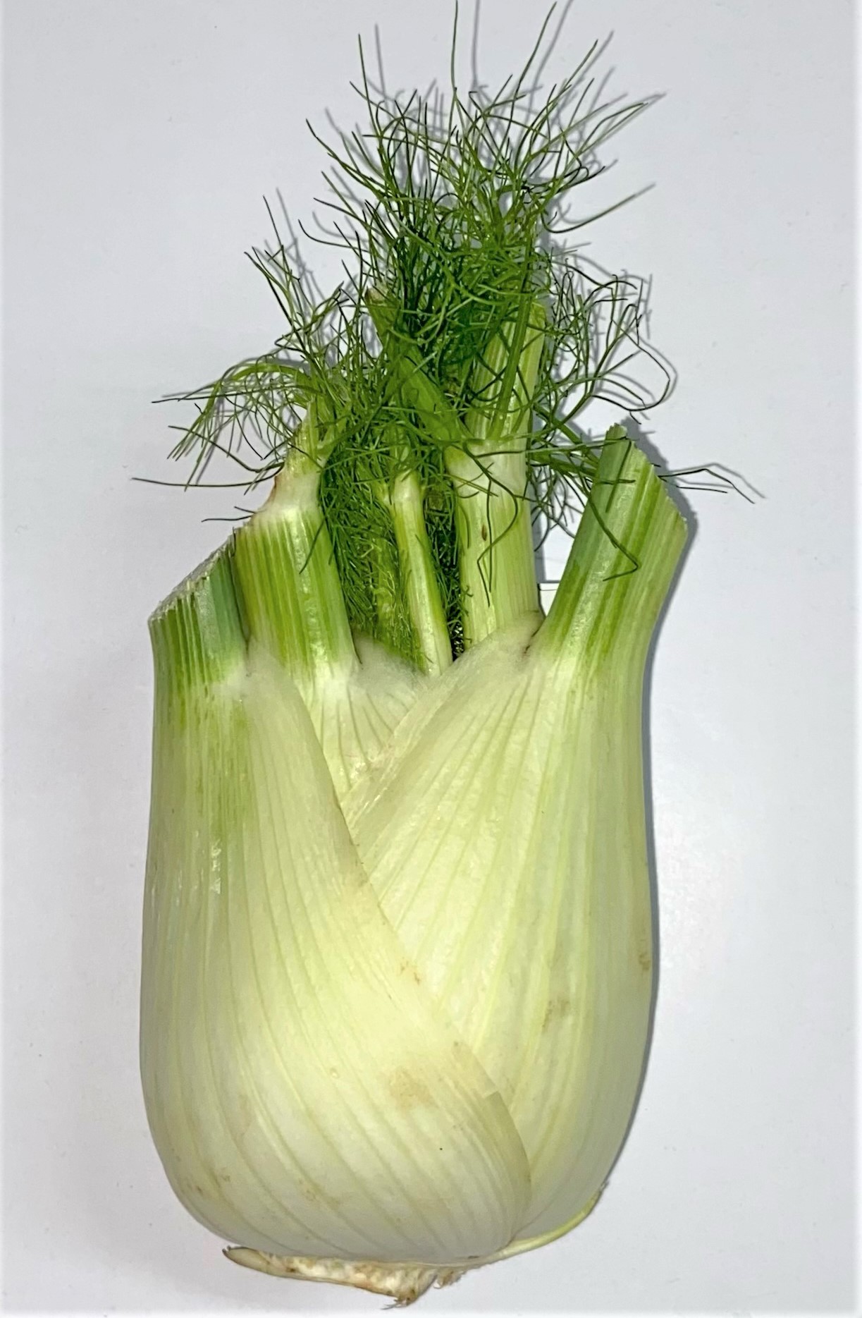 Fenchel ca. 350g