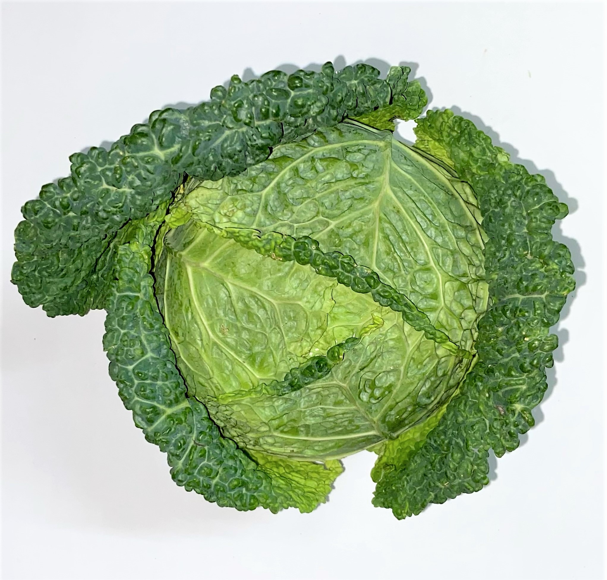 Wirsing 1 Stück ca. 1,5 kg