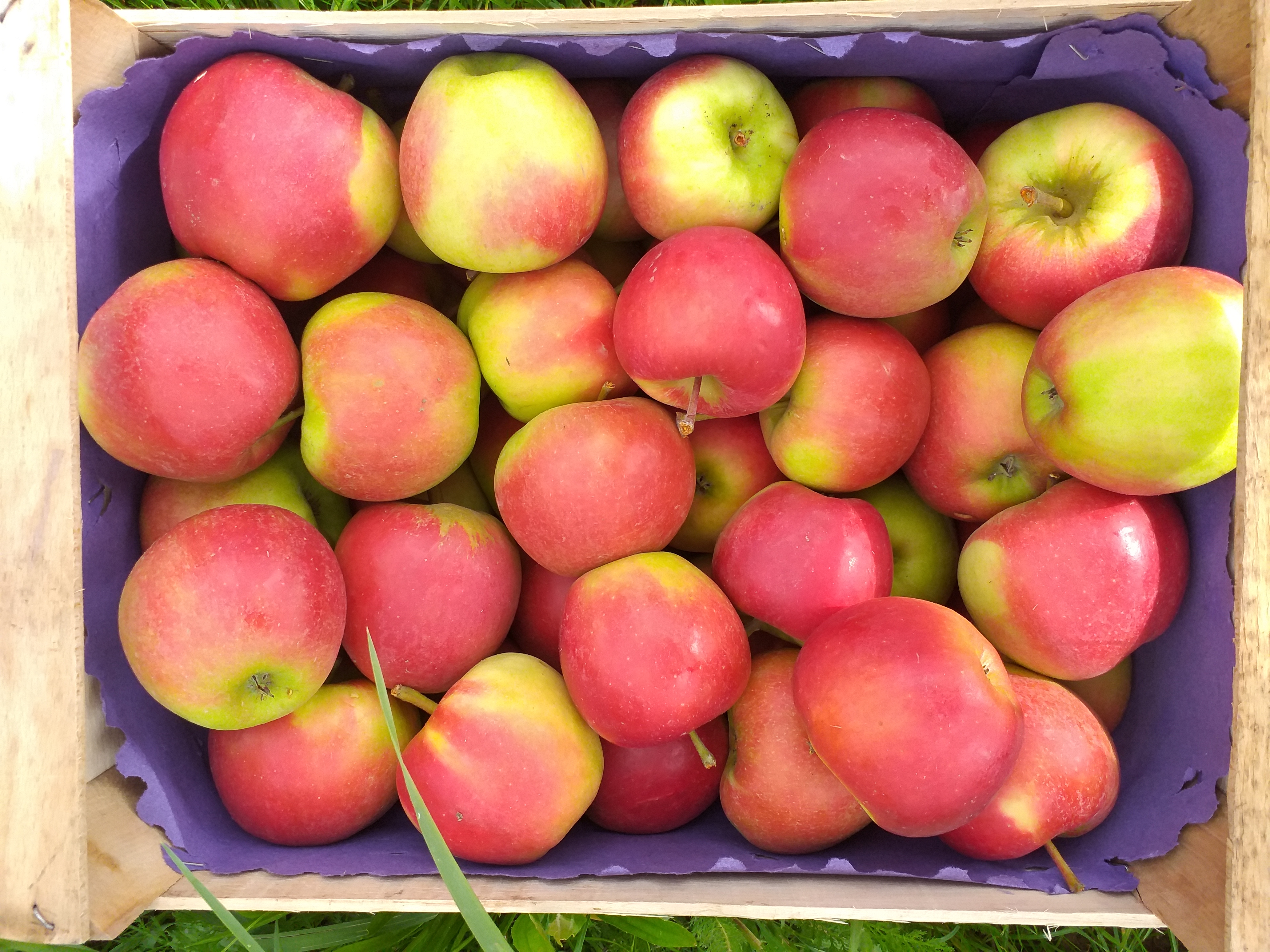 "Regional" Äpfel Elstar 10 kg