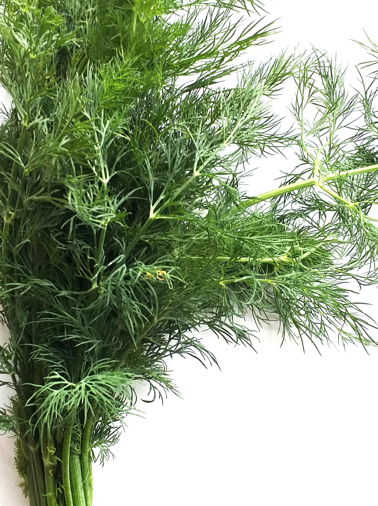 Dill 1 Bund 50g 