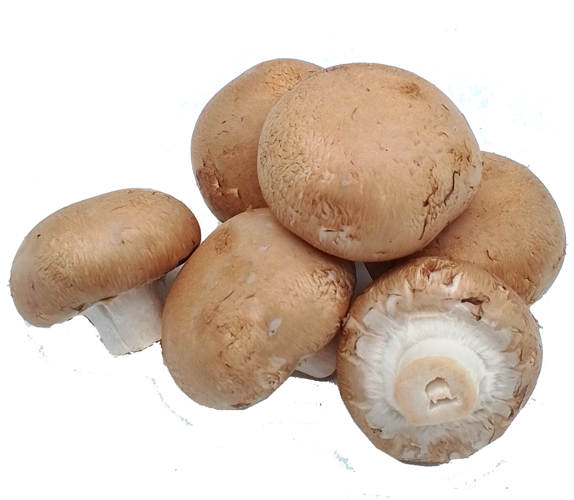 Champignons lose, braun 250 g