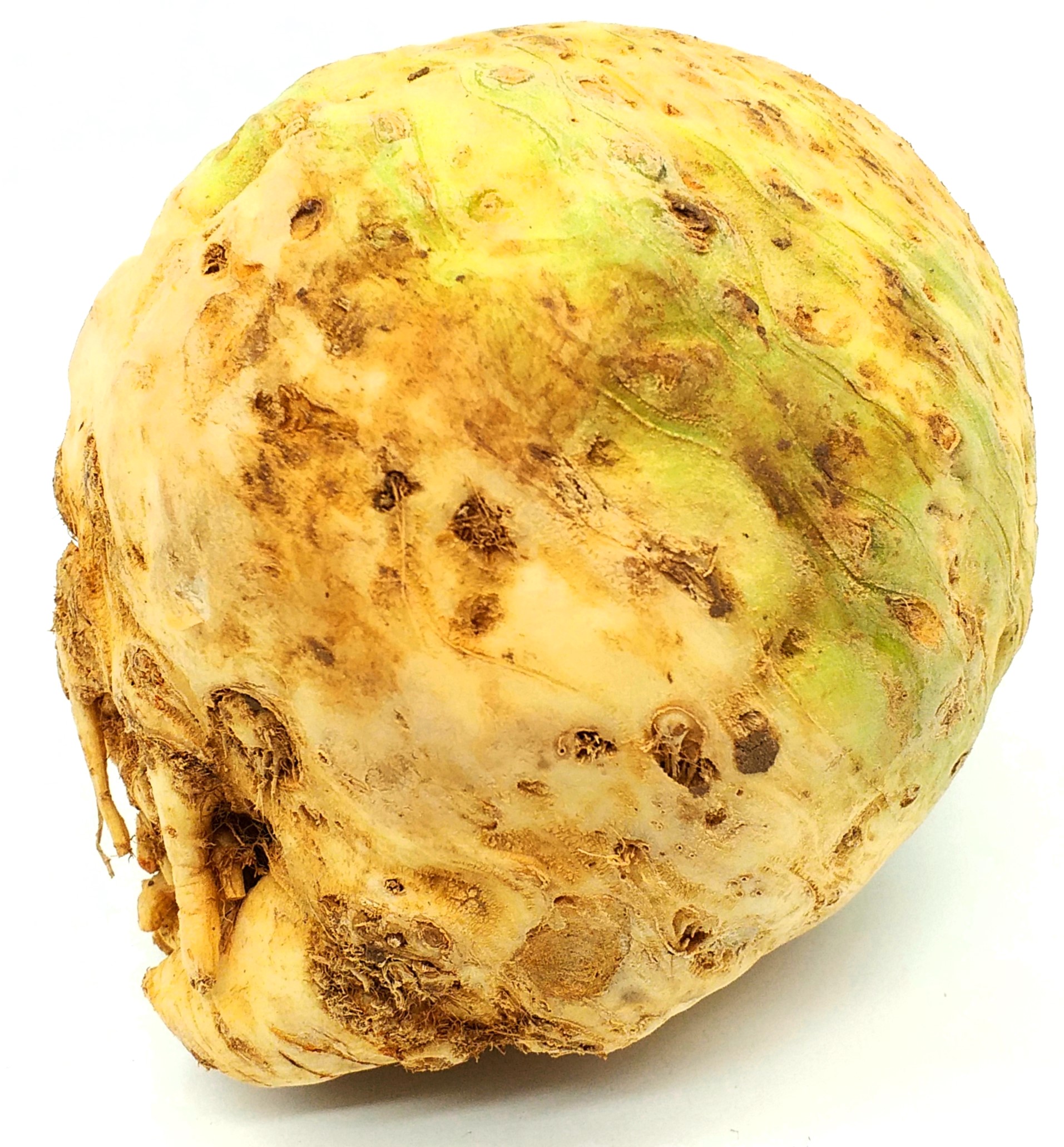 Knollensellerie 1 Stück ca. 1,1 kg