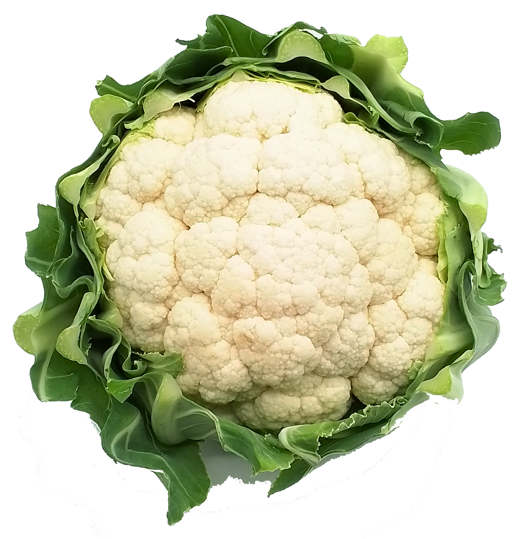 Blumenkohl weiß 1 Stück