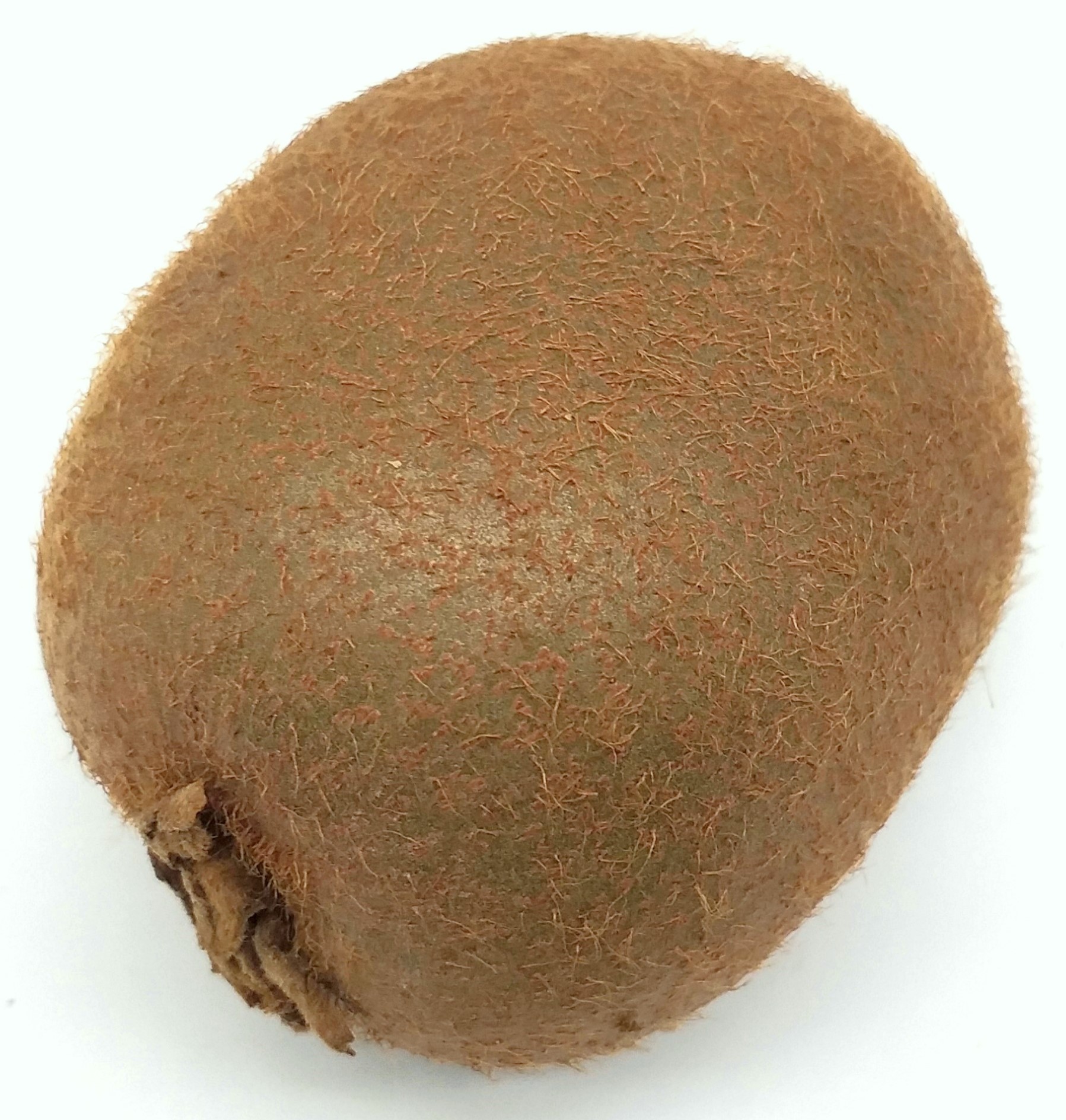 Kiwi  1 Stück