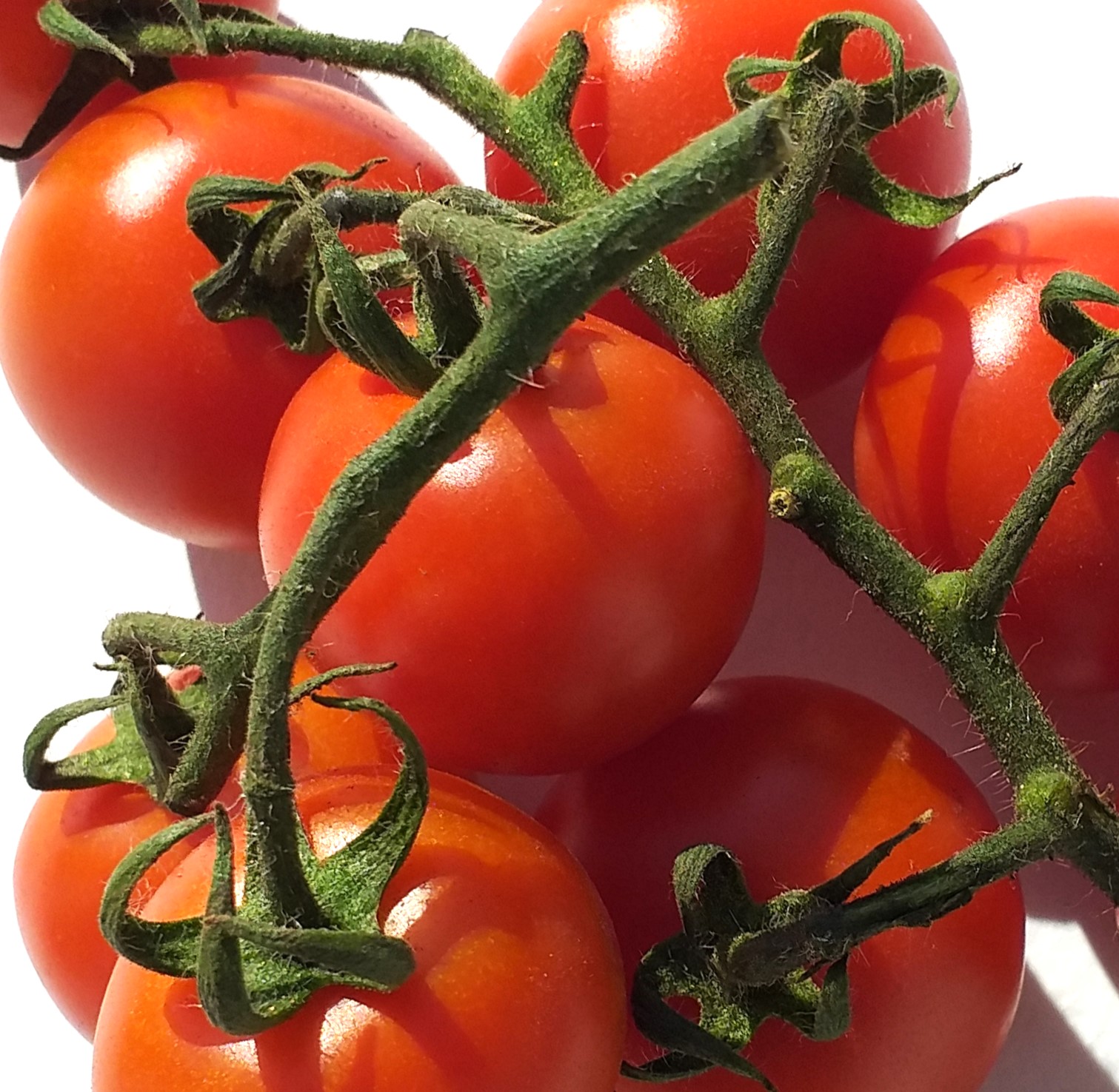 Strauchtomaten 500g